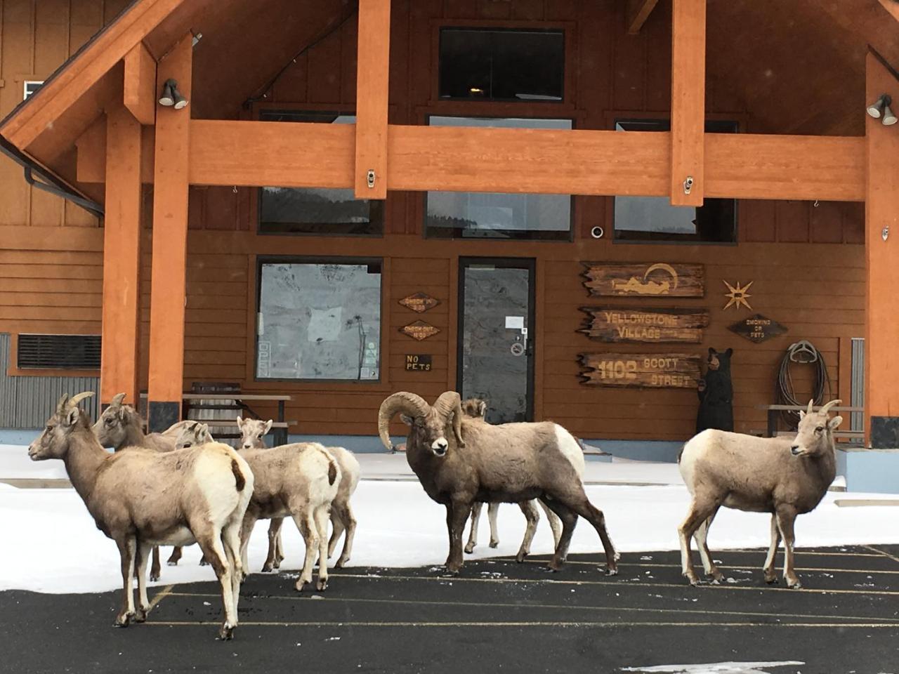 Yellowstone Village Inn And Suites Gardiner Exteriör bild
